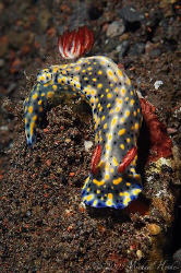 Hypselodoris infucata by Michael Henke 